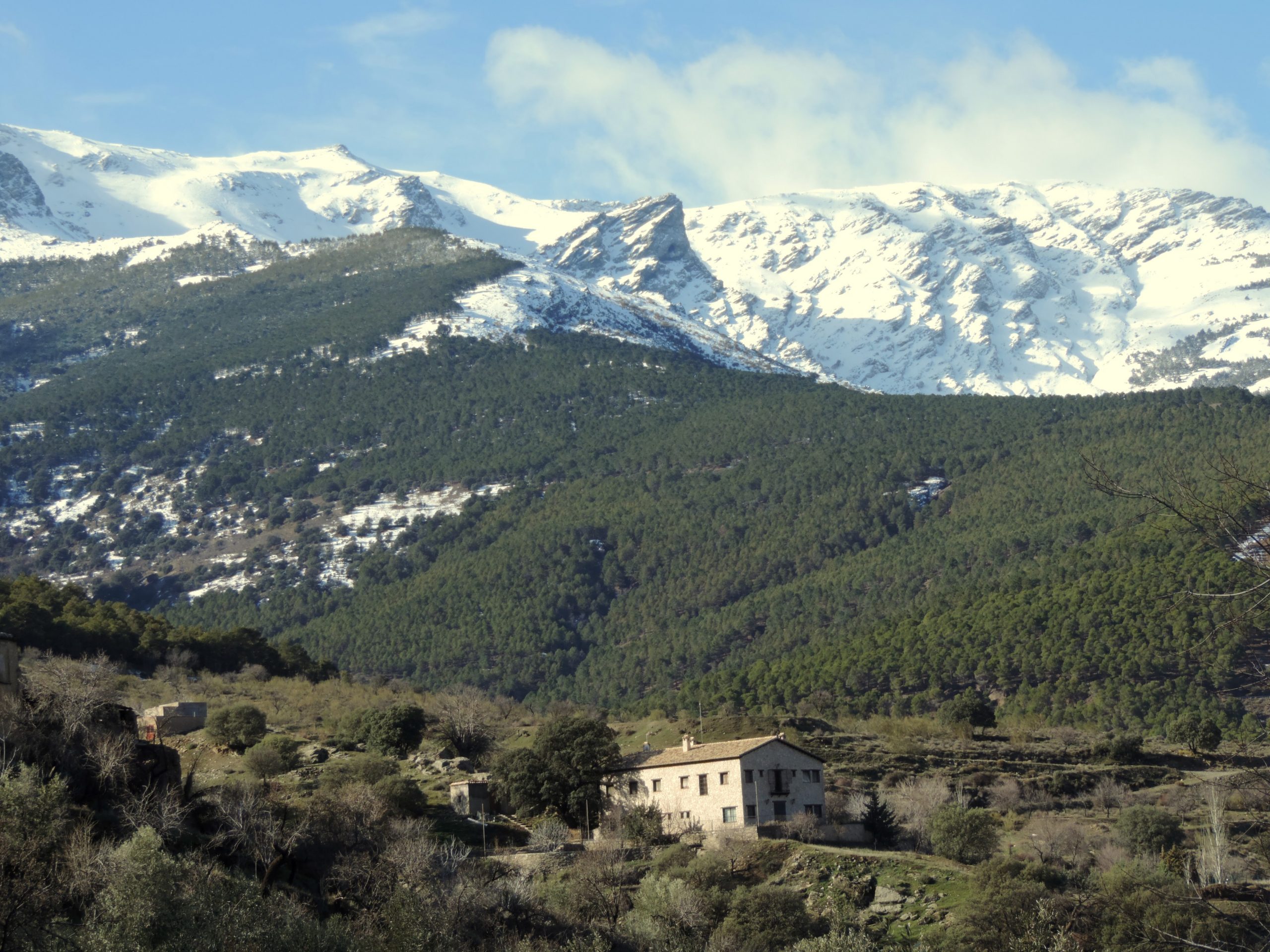 Tautila